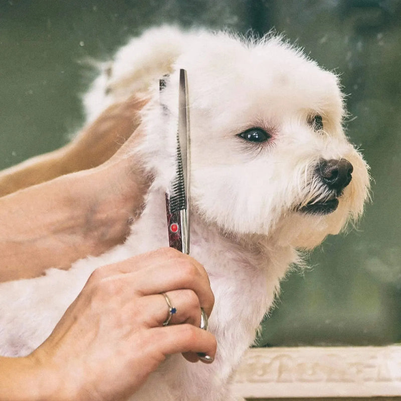 Tesoura afiada para corte de pelos de gato e cachorro